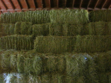 Alfalfa Hay Bale for sale